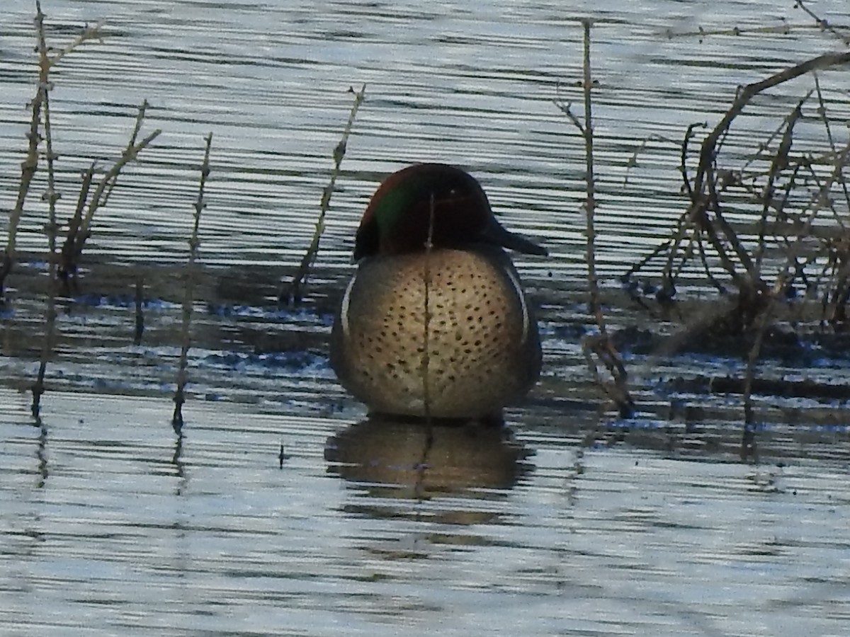 Green-winged Teal - ML203320131
