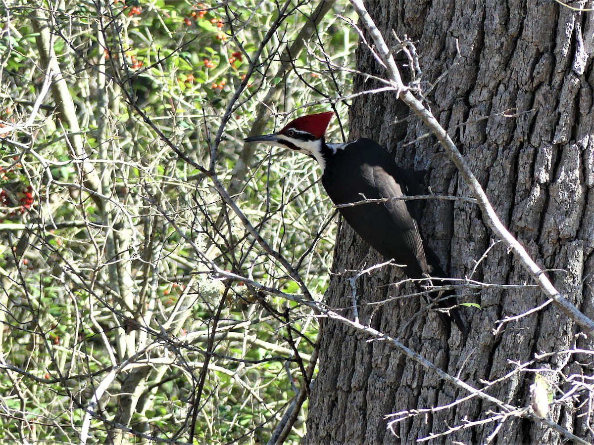 Pileated Woodpecker - Brush Freeman