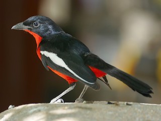 ハジロアカハラヤブモズ - eBird