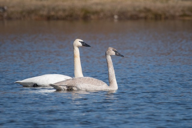 Trumpeter Swan