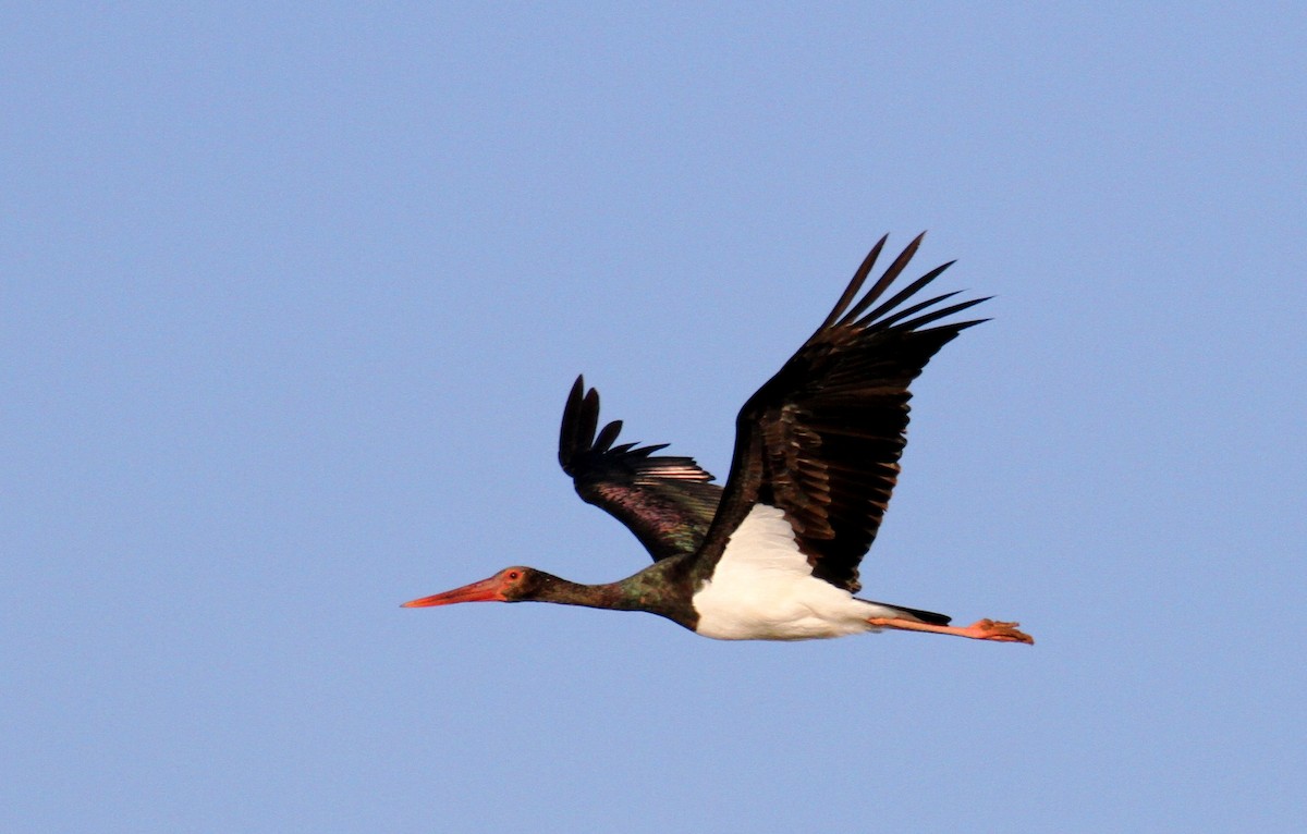 Black Stork - ML203323021