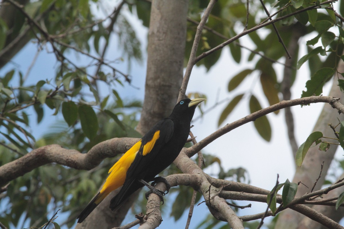 Yellow-rumped Cacique - ML203323101