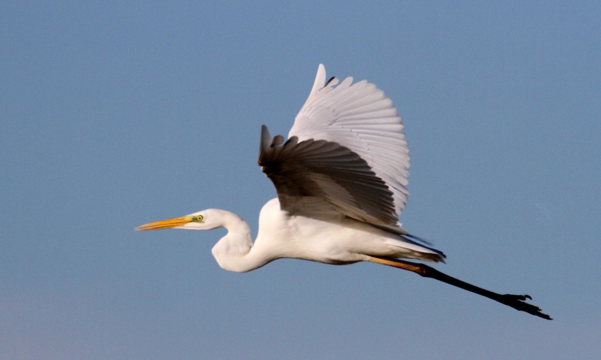 Great Egret - yuda siliki