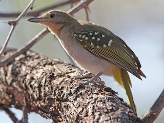 カオジロムシクイヒヨ - eBird