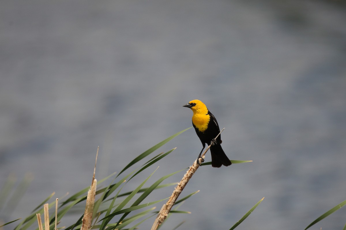 Yellow-headed Blackbird - ML203324591