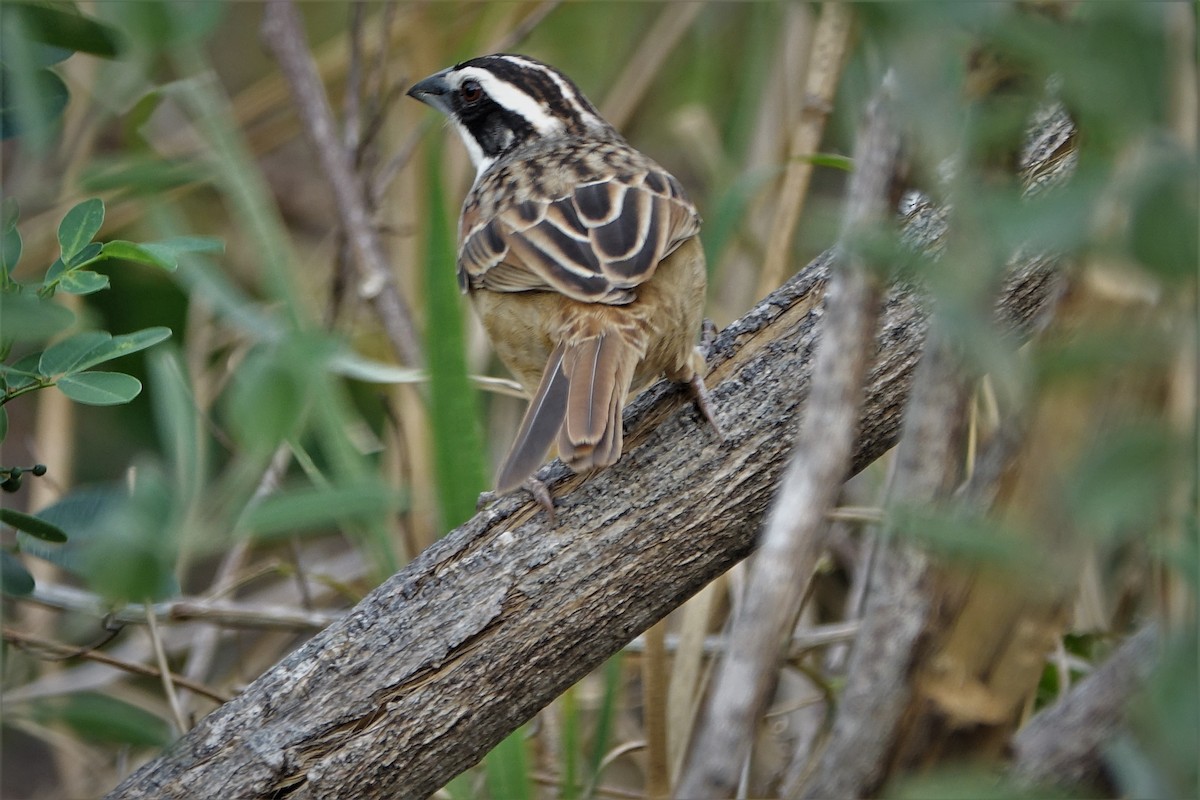 Stripe-headed Sparrow - ML203324801