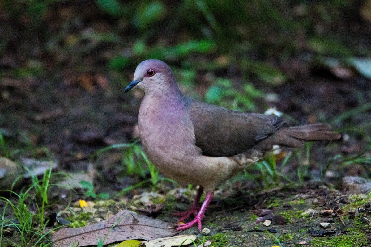 White-tipped Dove - Zhawn Poot