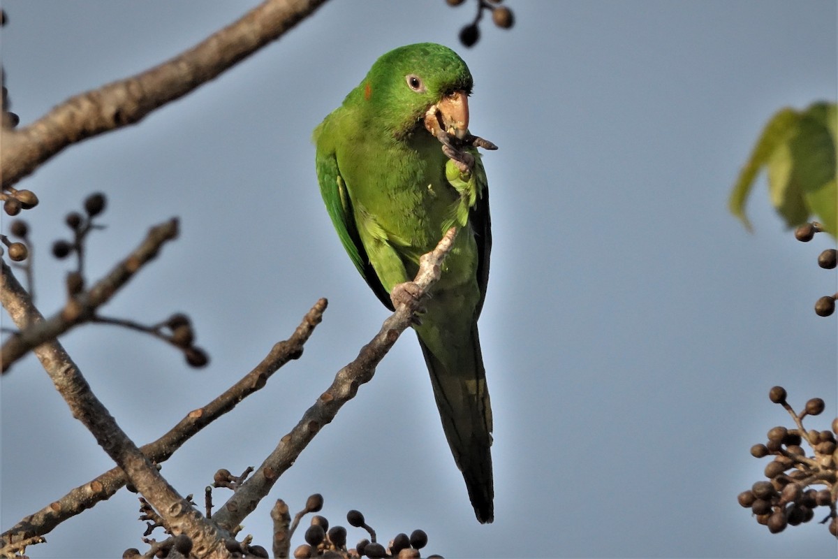 Pacific Parakeet - John Clark