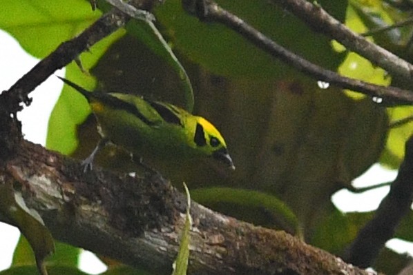 Emerald Tanager - ML203326471