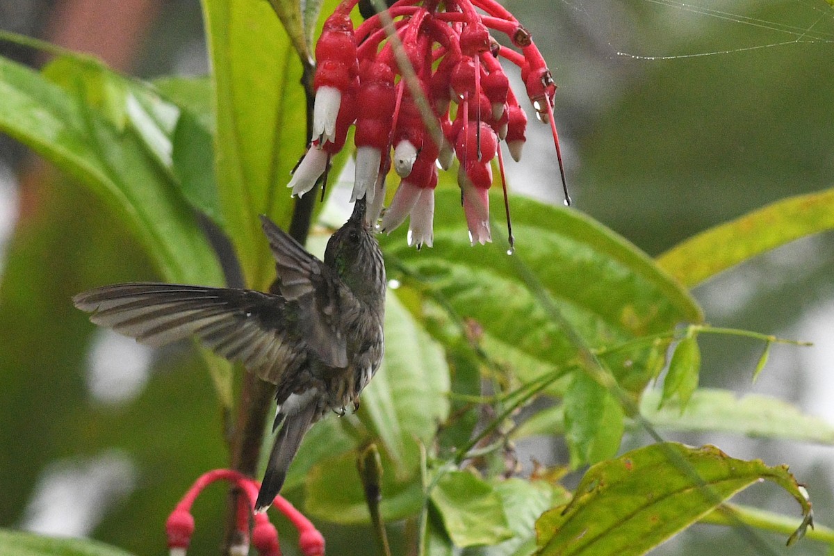 Tooth-billed Hummingbird - ML203326701