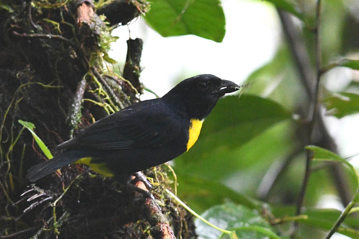 Golden-chested Tanager - ML203326751