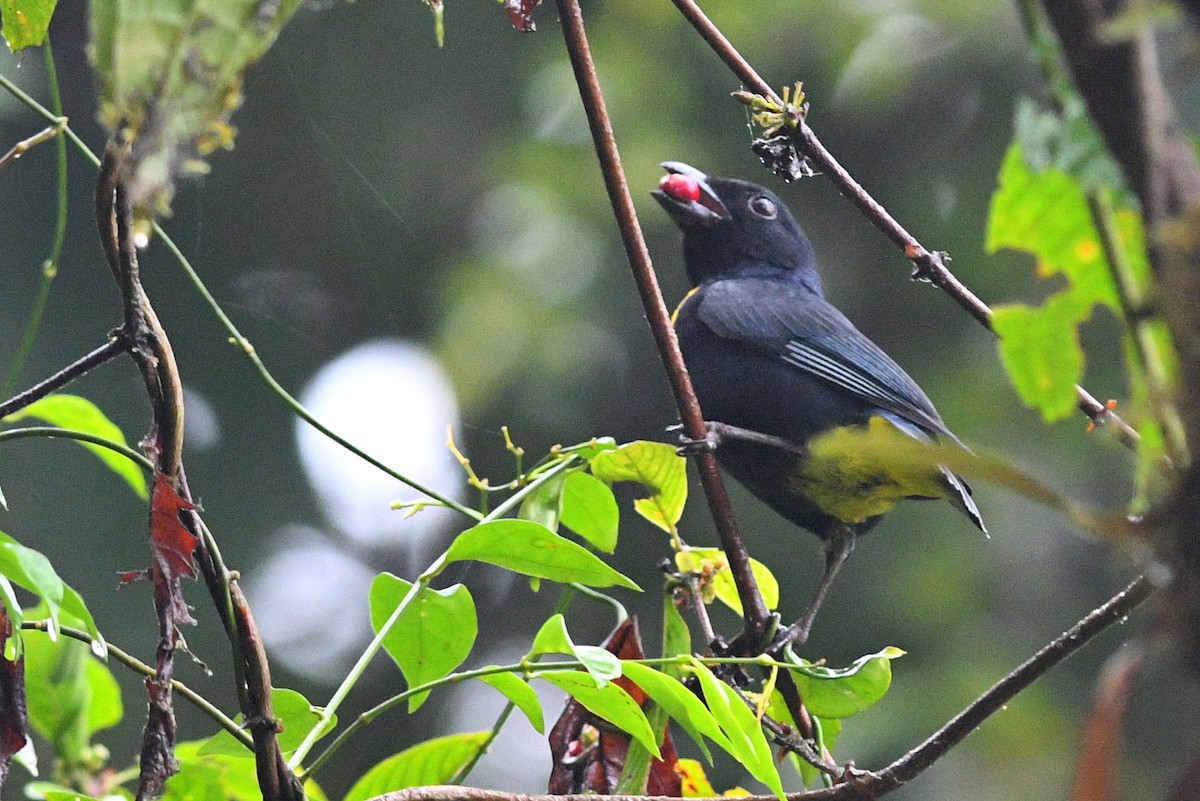 Golden-chested Tanager - ML203326771