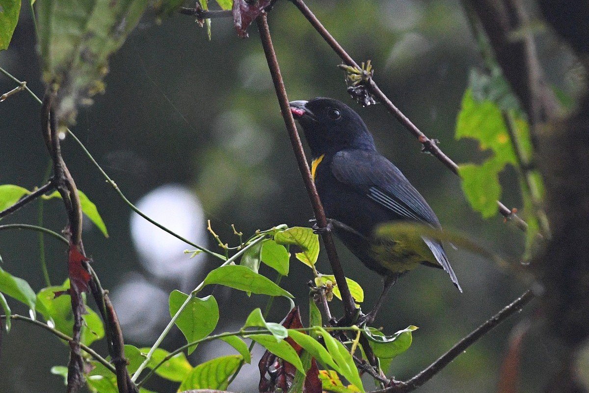 Golden-chested Tanager - David M. Bell