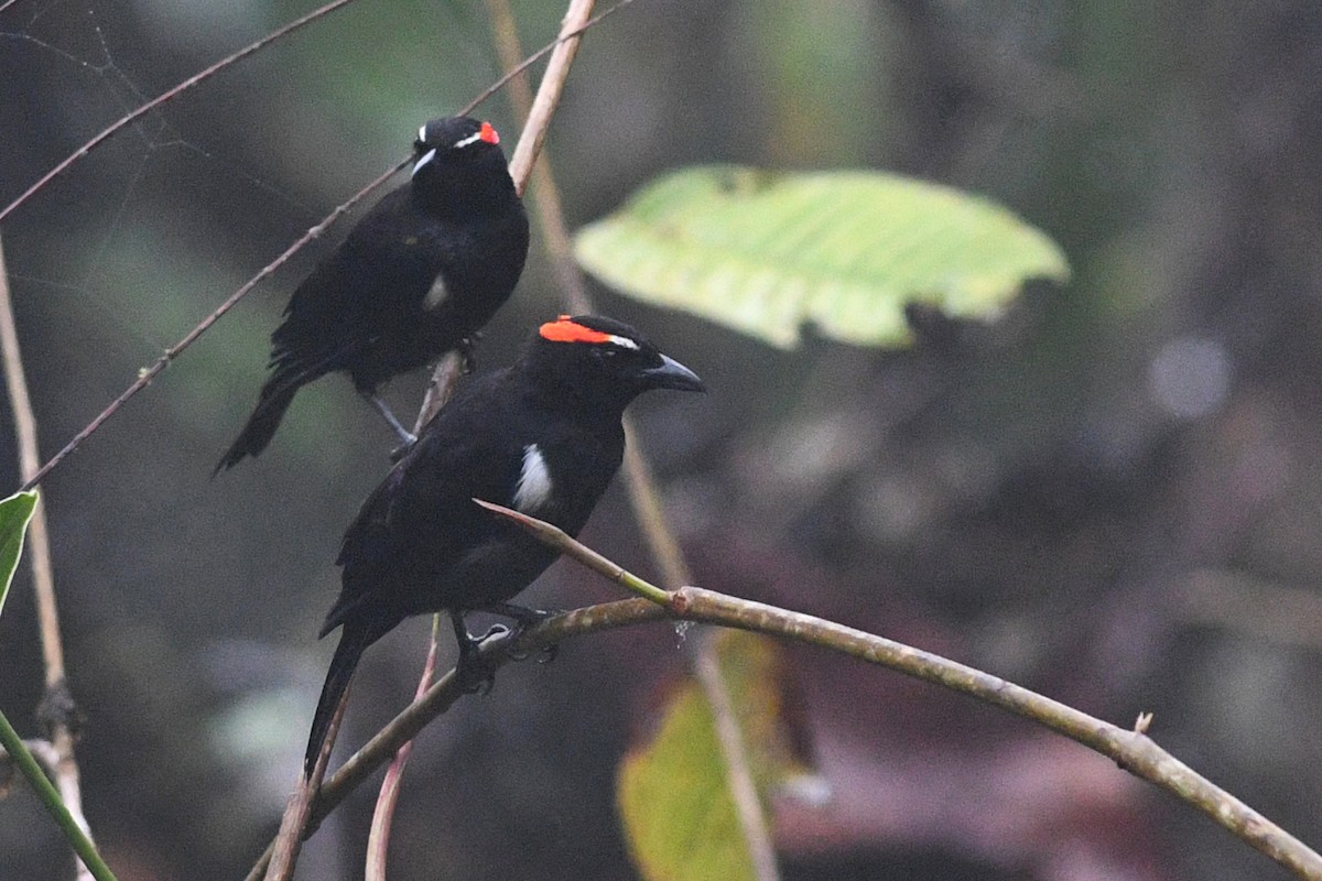 Scarlet-browed Tanager - ML203326791