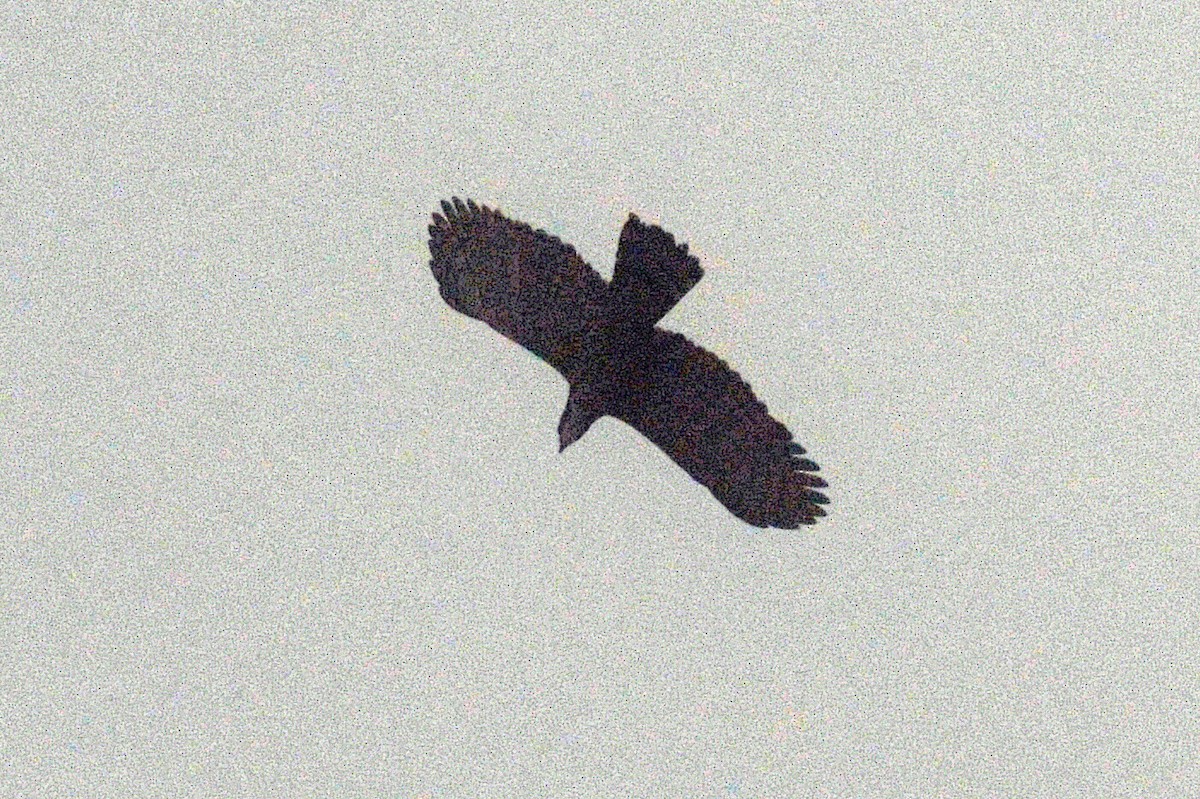 Ornate Hawk-Eagle - David M. Bell