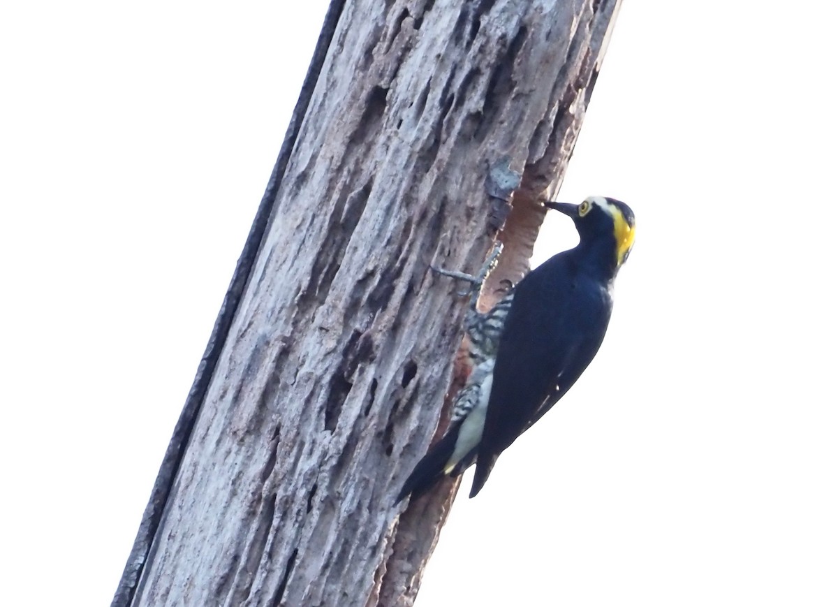 Yellow-tufted Woodpecker - ML203331481