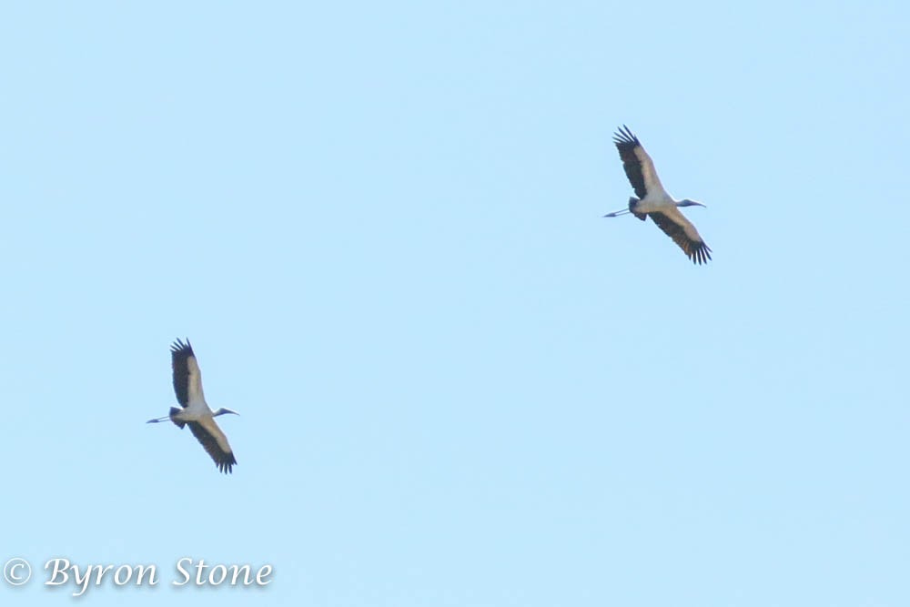 Wood Stork - Byron Stone