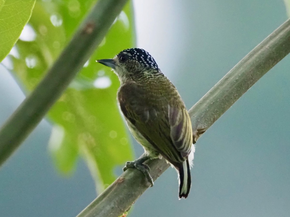 Fine-barred Piculet - ML203345651