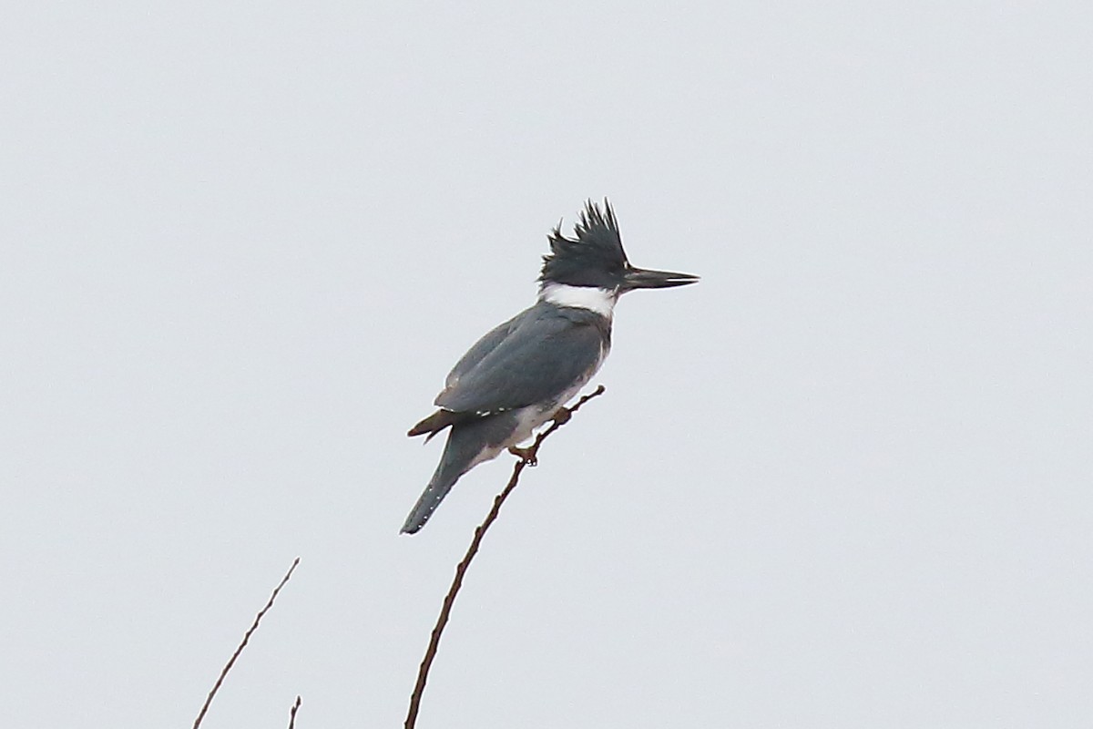 Belted Kingfisher - ML203346061
