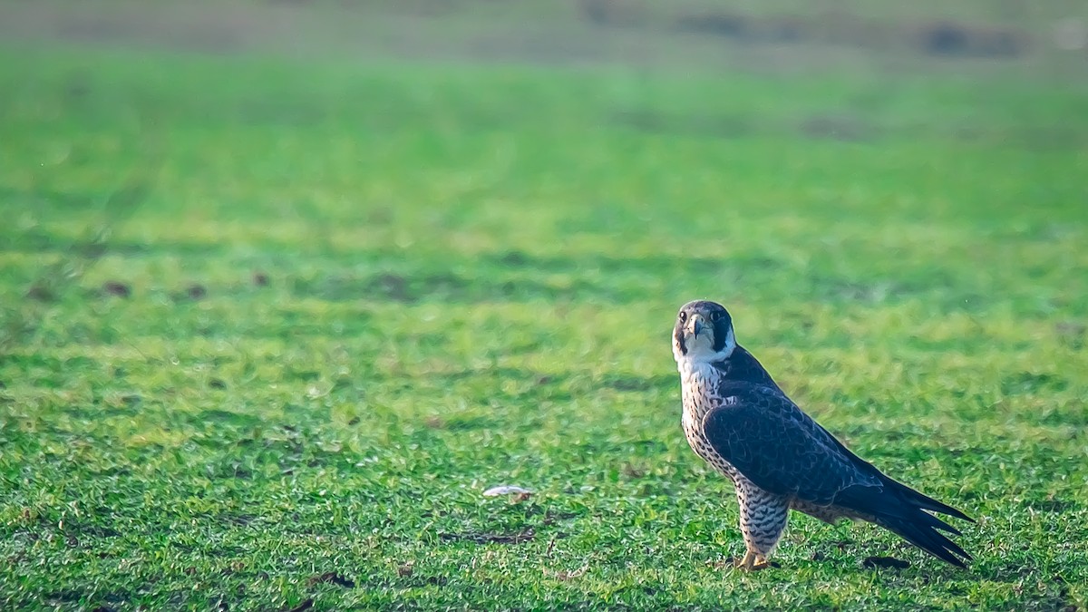 Peregrine Falcon - Shreeniwas Kandukuree