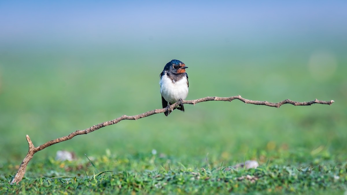 Barn Swallow - Shreeniwas Kandukuree