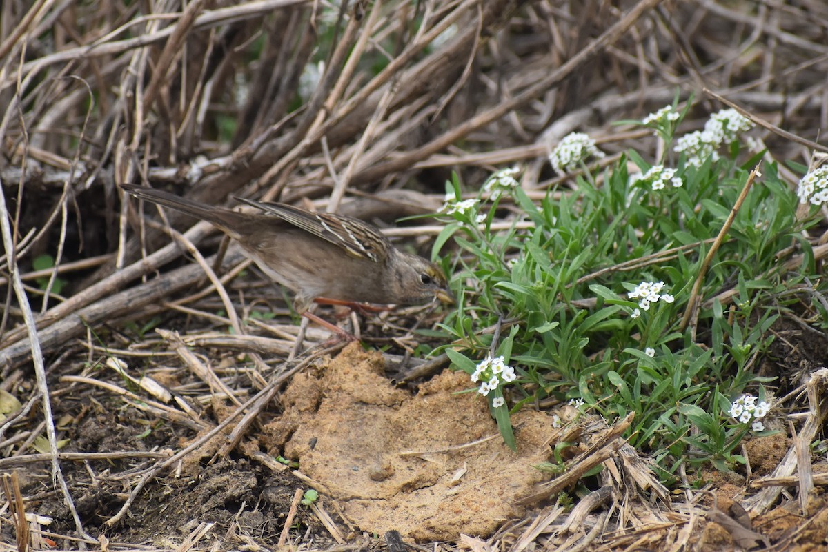 Golden-crowned Sparrow - ML203353571