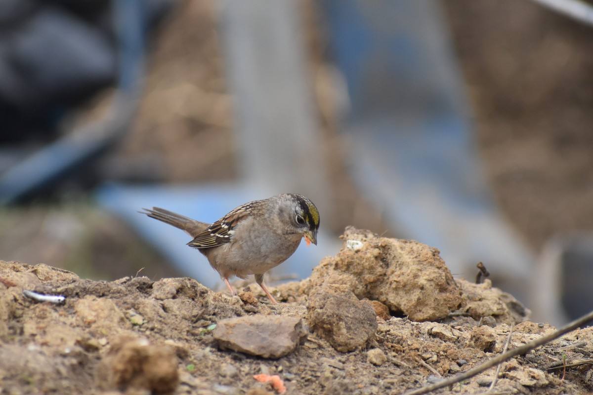 Golden-crowned Sparrow - ML203353611
