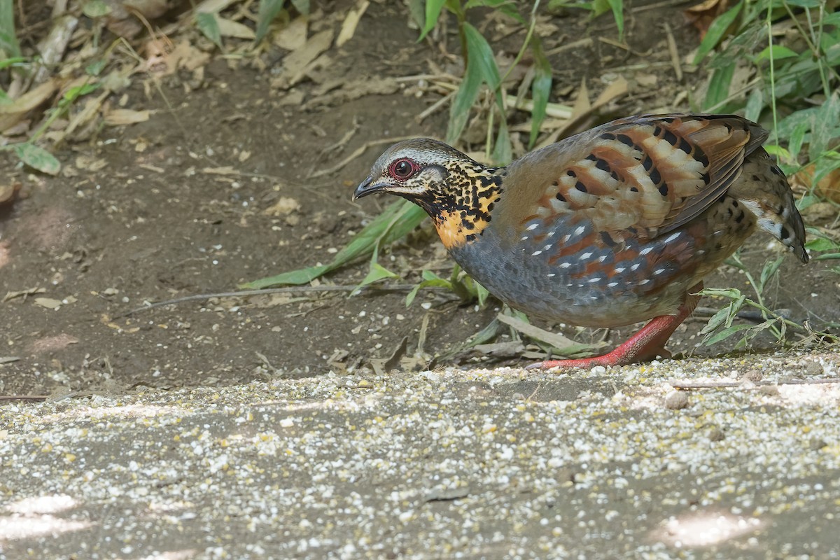 Rufous-throated Partridge - Vincent Wang