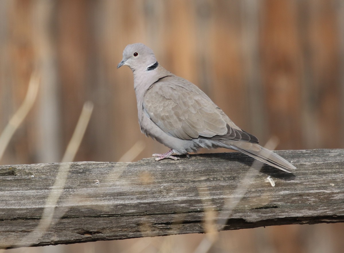 Eurasian Collared-Dove - ML203363721