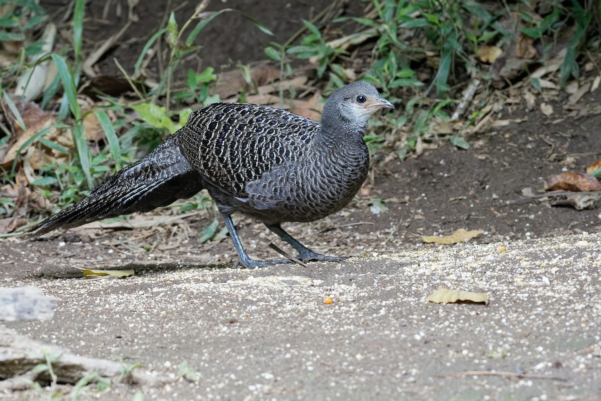 Gray Peacock-Pheasant - Vincent Wang