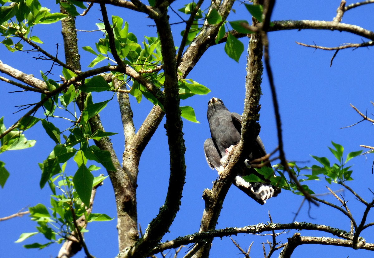 Short-tailed Hawk - Roselvy Juárez