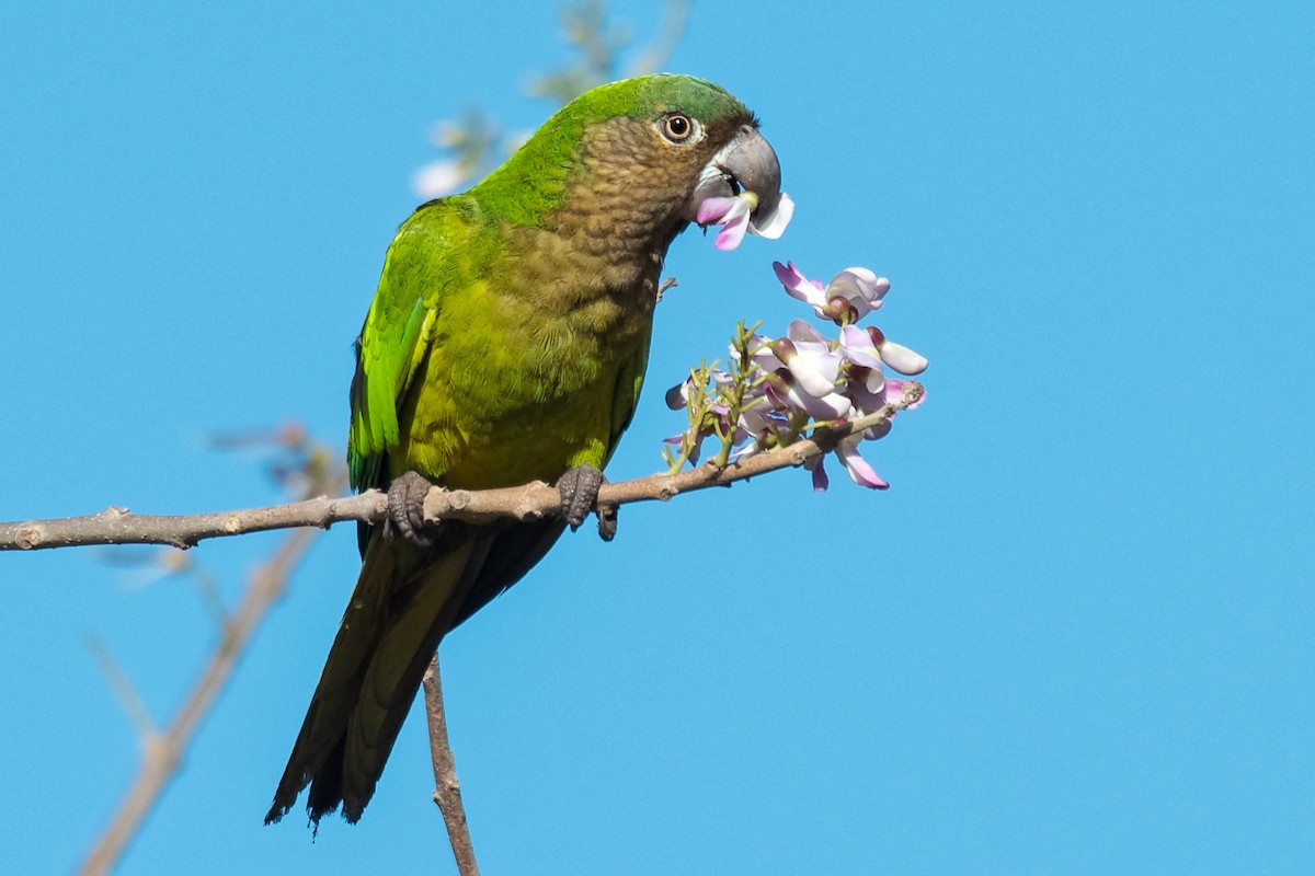 Brown-throated Parakeet - ML203371271