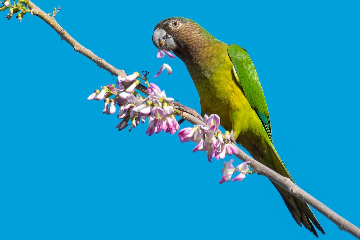 Brown-throated Parakeet - Don Danko