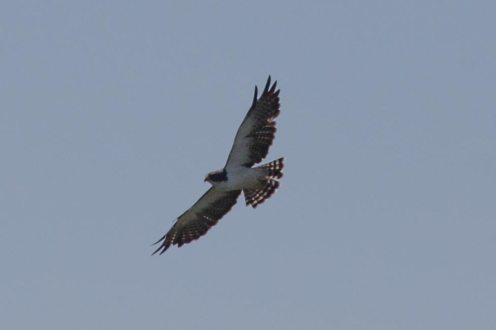 Short-tailed Hawk - Adrian Boyle