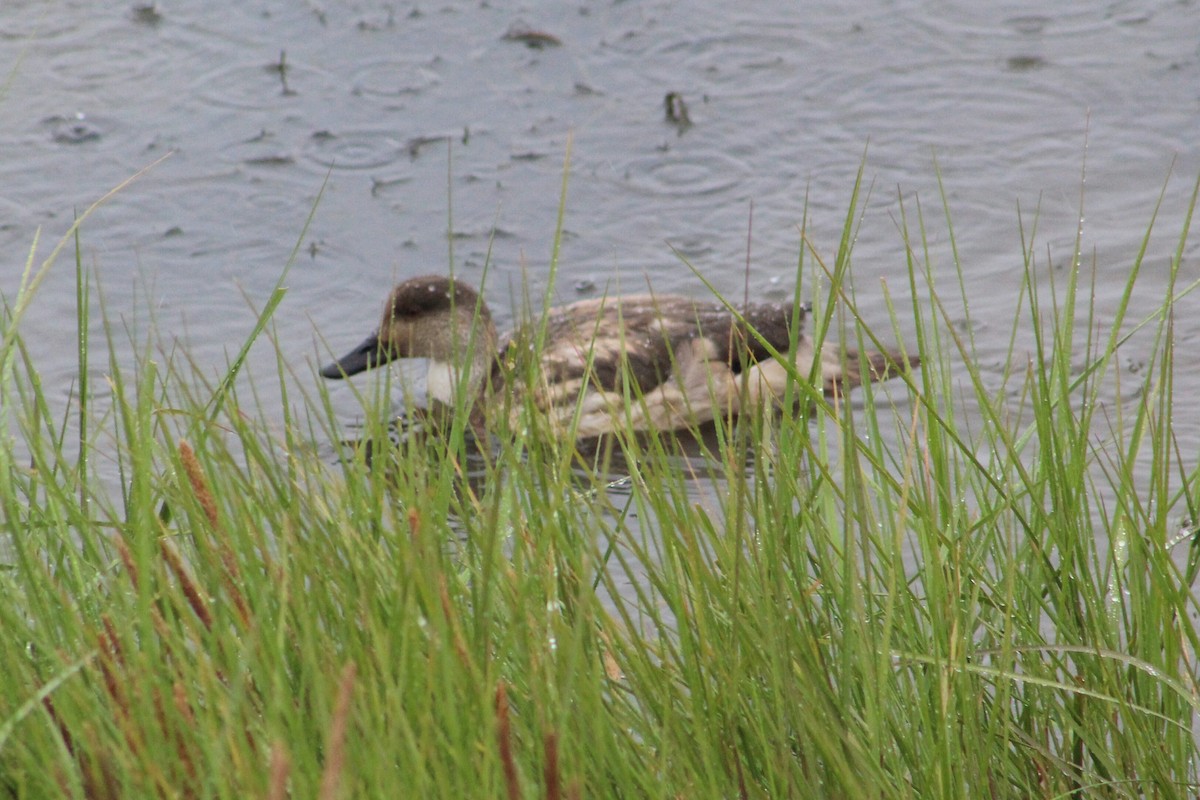 Crested Duck - ML203373701