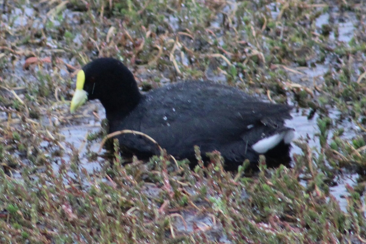 White-winged Coot - ML203373831