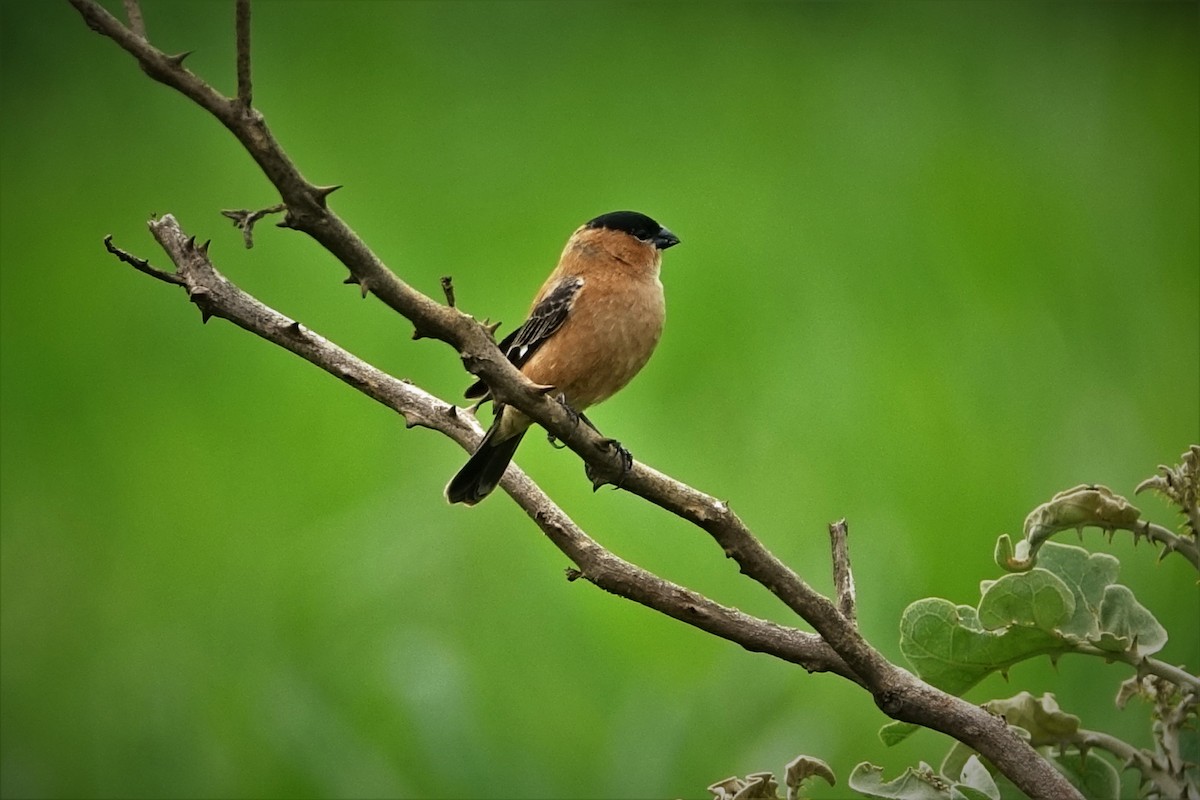 Copper Seedeater - ML203375031