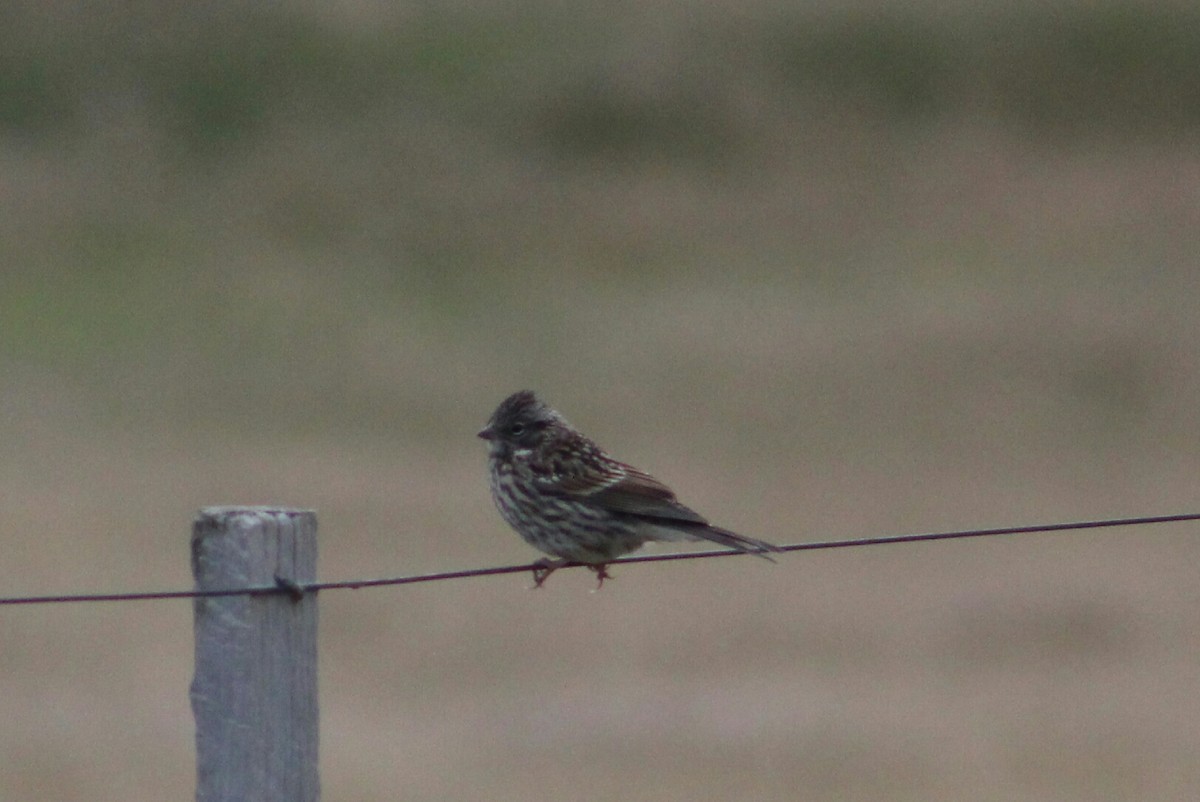 Rufous-collared Sparrow - ML203375101