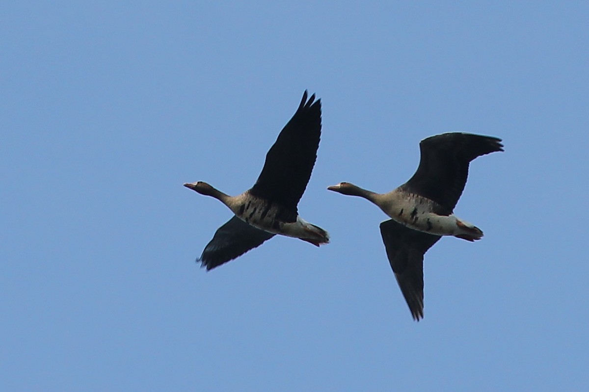 Greater White-fronted Goose - Christian Perez