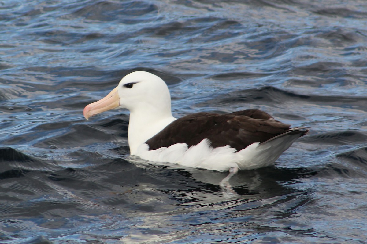 albatros černobrvý - ML203375571