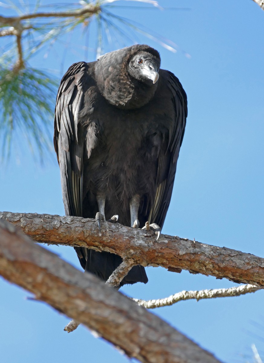 Black Vulture - ML203377511
