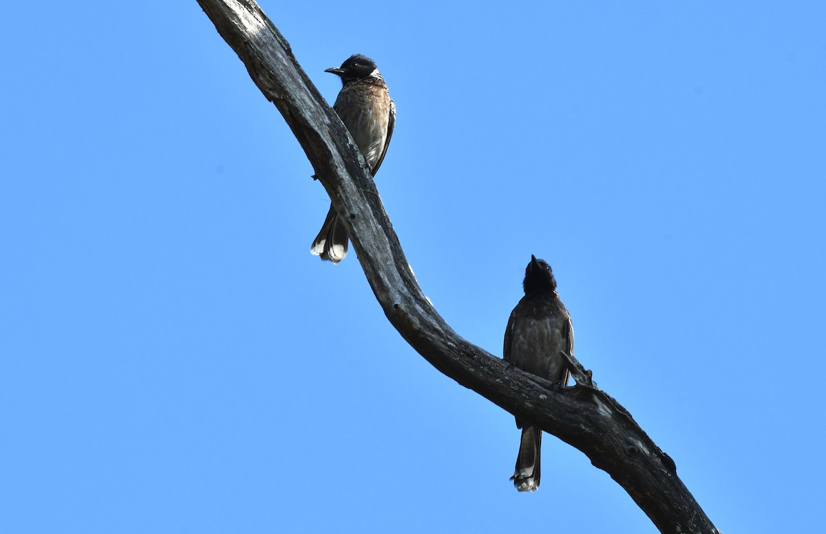 Red-vented Bulbul - ML203379571