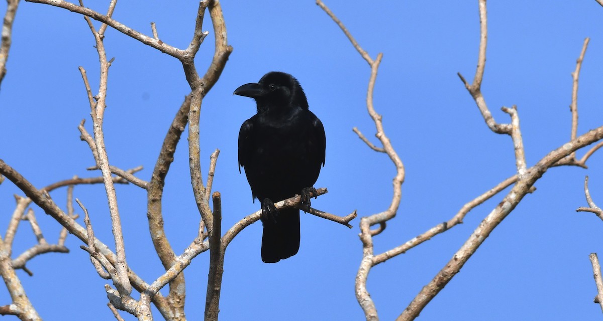 Large-billed Crow (Indian Jungle) - ML203380051