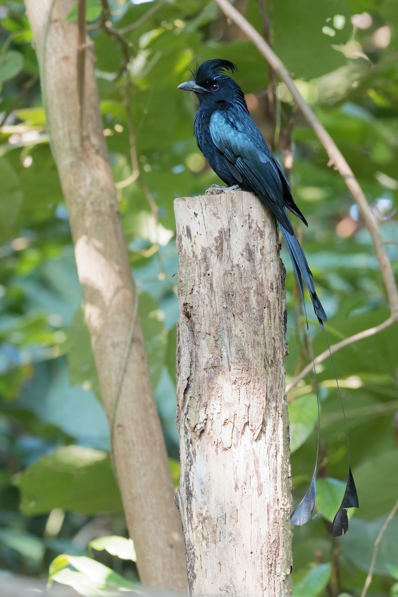 Greater Racket-tailed Drongo - Vincent Wang