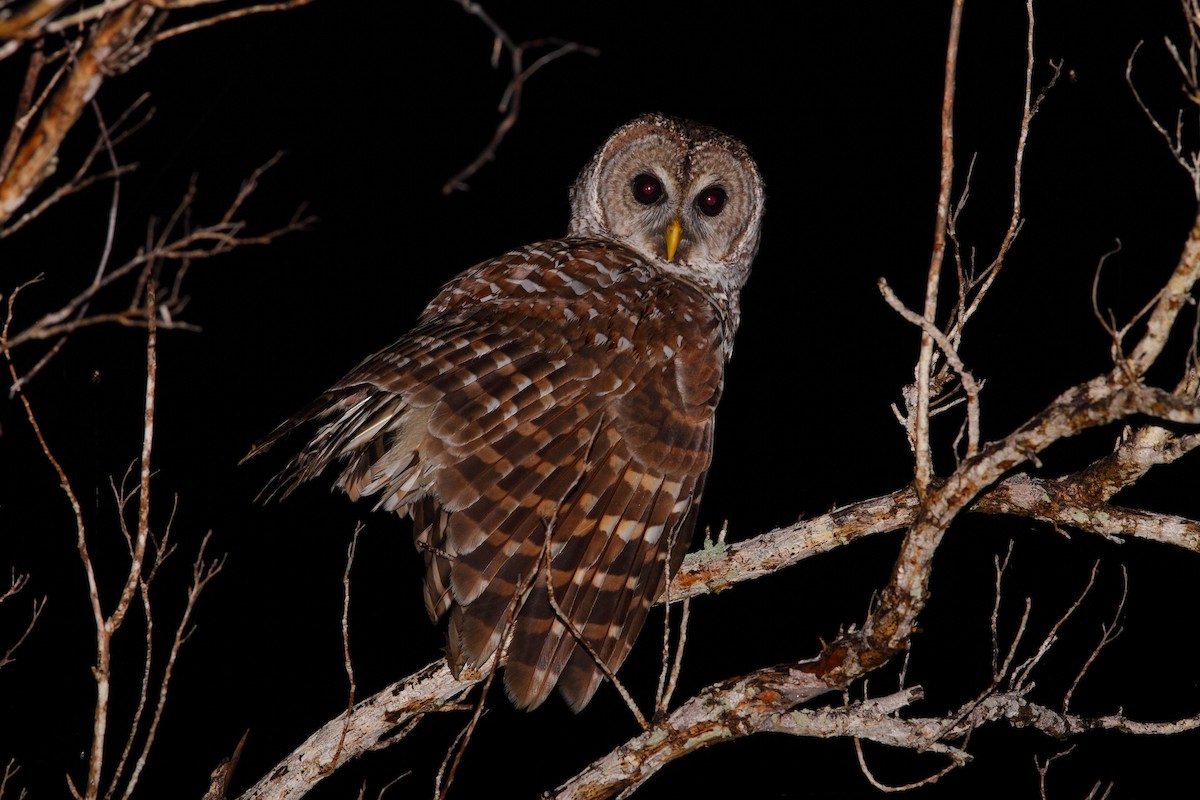 Barred Owl - Bruce Robinson