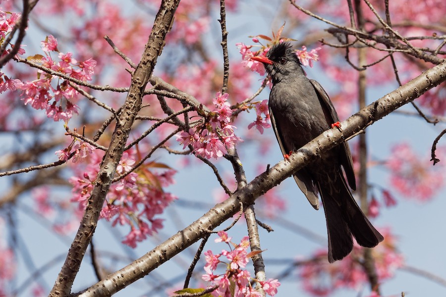 シロガシラクロヒヨドリ（psaroides グループ） eBird
