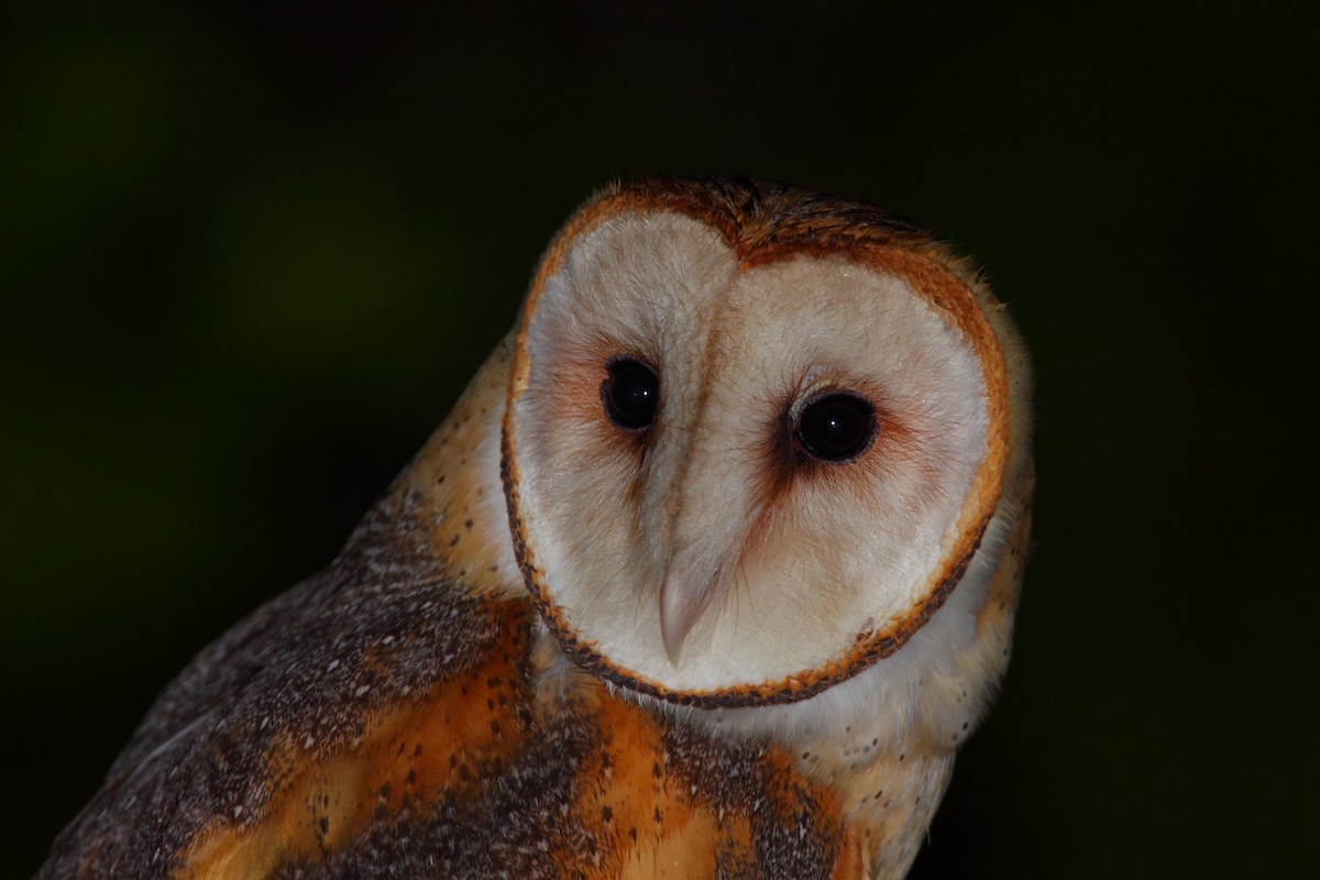 Barn Owl (American) - Bruce Robinson