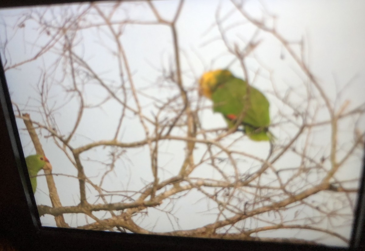Yellow-headed Parrot - ML203386821