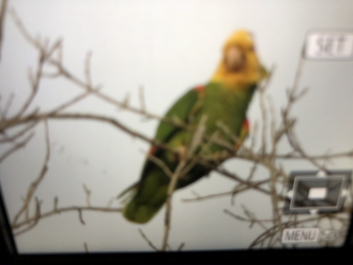 Yellow-headed Parrot - ML203386841