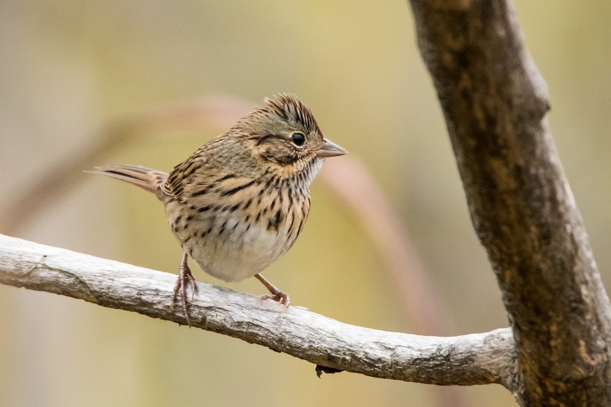 Lincoln's Sparrow - Sue Barth
